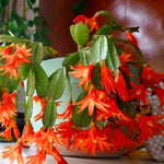 Easter Cactus Plants Live, Spring Bloom, Cold Hardy, 5-9" in Tall, No Pot, Starter Holiday Cactus Plant for Indoor Outdoor Houseplants (Orange)