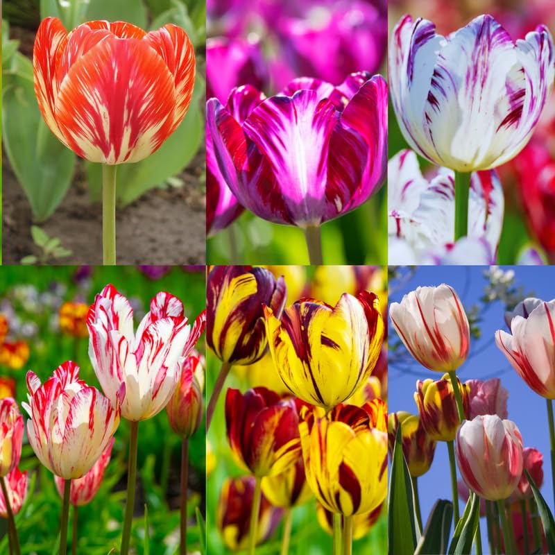 20 Rembrandt Tulip Bulbs for Spring Planting, Mix Large Tulip Bulbs for Fall Planting, Flower Bulbs Garden Indoor Outdoor