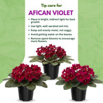 African Violet Live Plant in 4" Pot, Red African Violets Plants Houseplant Well-Rooted, Indoor Outdoor Blooming, Holiday Flower Bush
