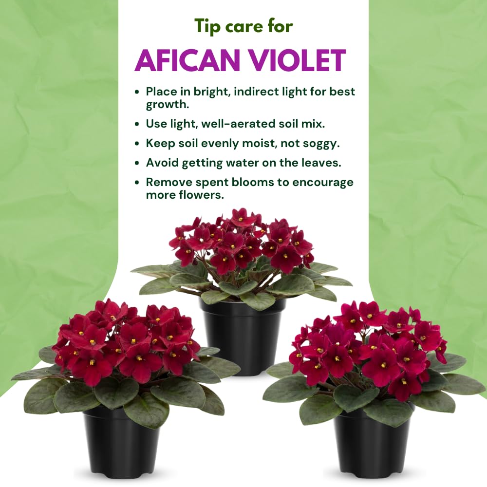 African Violet Live Plant in 4" Pot, Red African Violets Plants Houseplant Well-Rooted, Indoor Outdoor Blooming, Holiday Flower Bush