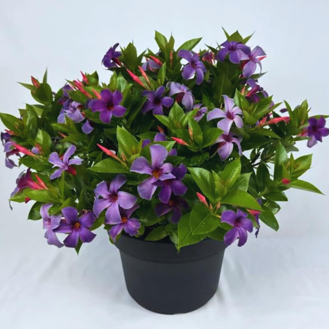 2 Purple Mandevilla Bush Plants, 10 to 12 Inc in Height, Mandevilla Vine Plant, Mandevilla Plants Live