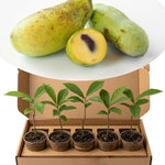 Common Pawpaw Tree Live Plant Size 1 Year Old, 6-12" Tall Dormant Paw Paw Seedling Plants, Well Rooted, Ornamental Fruit Asimina Triloba