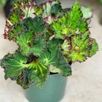 Exotic River Green Begonia Plants Live, Rare Begonias Indoor Growing, Hanging Basket, Starter 5 to 9 Inc Tall