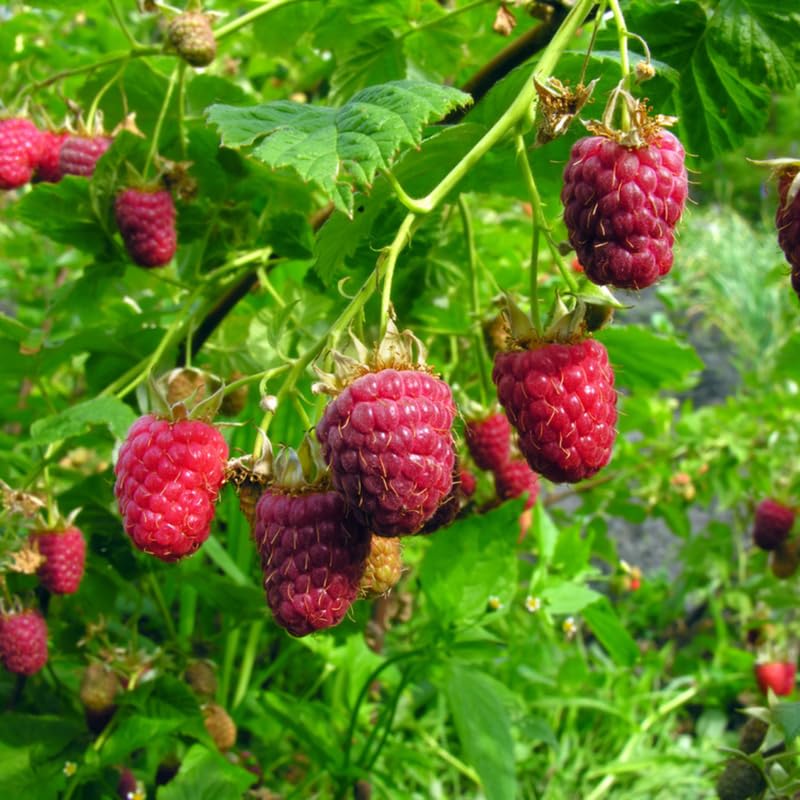 4 Hardy Raspberry Trees Live Plants, Purple Everbearing Raspberries Bushes Plants 5 to 10 Inc Tall, Well-Rooted, No Pot, Sweet Flavor (Caroline Red)