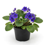African Violet Plant Live in 4 Inch Pot, Indoor Flowering Houseplant, Compact Blooming Plant for Home or Office (Blue Blooms)