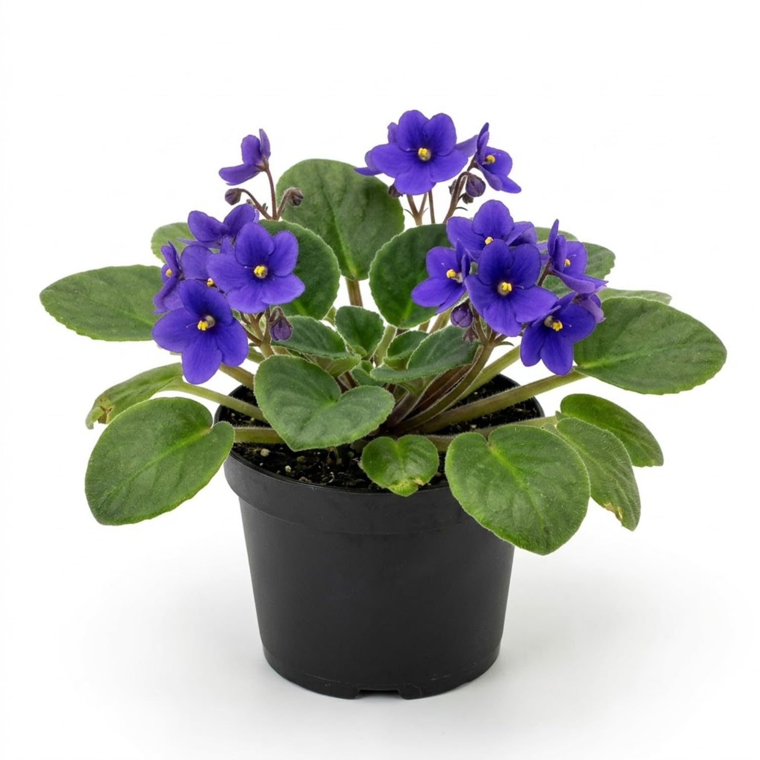 African Violet Plant Live in 4 Inch Pot, Indoor Flowering Houseplant, Compact Blooming Plant for Home or Office (Blue Blooms)