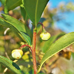 Camellia Sinensis Plant Live, Camellia Plant, Green Tea Tree Plants, 9 to 12 Inches in Height fot Growing