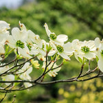 White Dogwood Tree Live Plant, Flowering Dogwood Tree, 6 to 12 Inches in Height