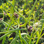 20 Egyptian Walking Onion Topset, Winter Allium Vegetables Bulbs
