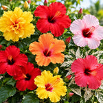 4 Hardy Hibiscus Live Plants, Flowering Shrub, Multicolor Blooms, 4-7" Tall