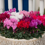 Cyclamen Plant Live in 4'' Pot, Vibrant Indoor Flowering Plants for Planting, Blooms Already, Indoor Outdoor Decoration (Assorted Cyclamen)