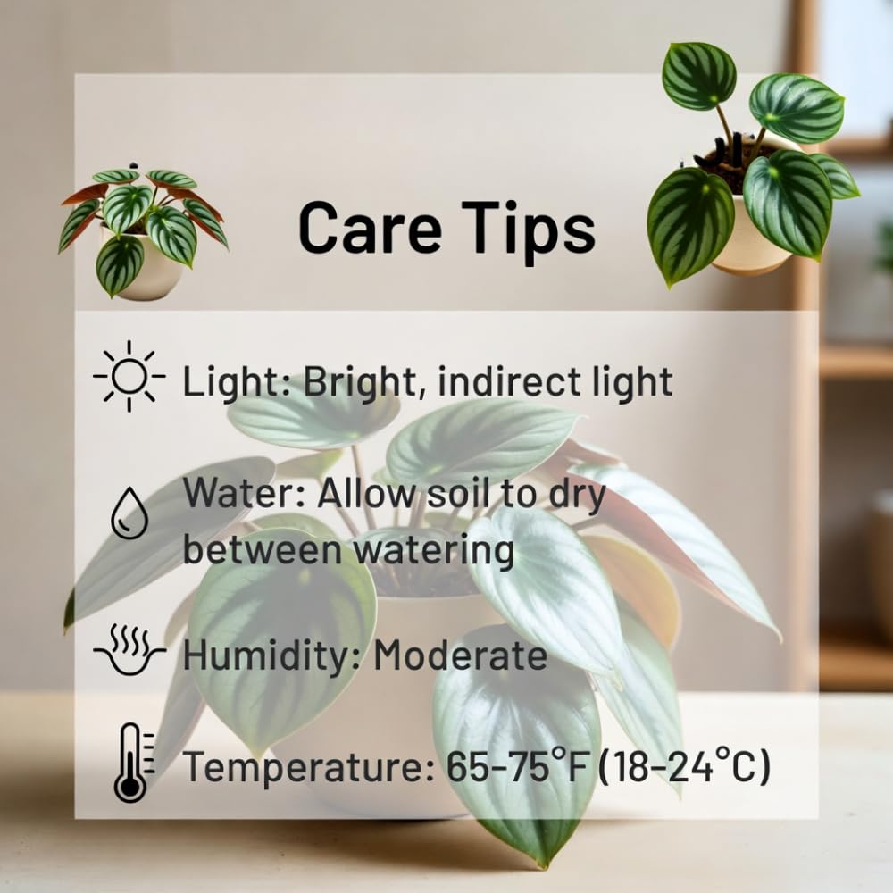 Peperomia Plant Live, Peperomia Live in 3.5 Inches Pot, Tropical Houseplant for Indoor Planting, Compact Plant for Home Office Decor, 4 to 6 Inches Tall (Variegated Peperomia)