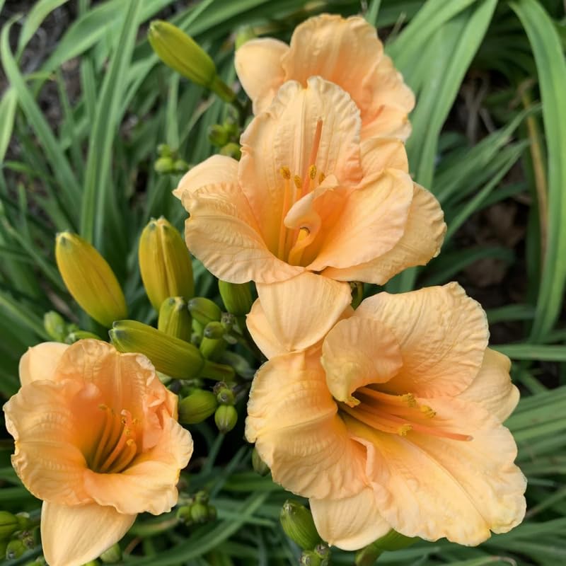 Set 10 Apricot Daylily Bulbs for Planting, Hardy Perennial Lily Roots for Colorful Summer Blooms