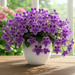 Streptocarpus Live Plant, 5-8" False African Violet Ladyslipper Primose Plant for Spring Planting, Indoor Outdoor Home Décor (Grape)