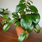 Hoya Quinquenervia Plant Live, Hoya Indoor Plant, Green Foliage, 4-6 inches Tall for Indoor Houseplant