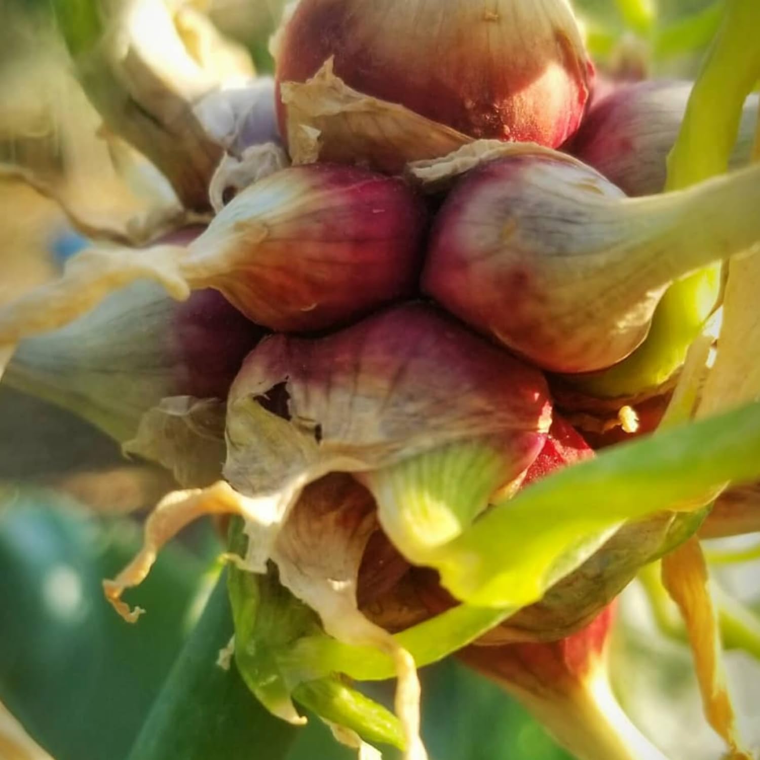 30 Egyptian Walking Onions Bulbs, Egyptian Walking Onions Bulbs for Planting Outdoors Indoors, Heirloom Onions Bulbs