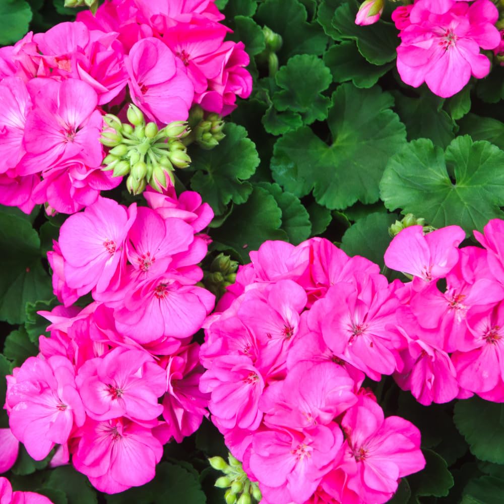 4 Geranium Plants Live from 5 Inc to 8 Inc Tall, Pink Flower Plant Live, Geranium Live Plants Gardening