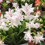 2PPP White Christmas Cactus Live Plant, Holiday Flowering, 3 Inches Pot