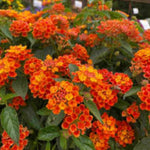 4 Mix Lantana Plants Live, Trailing Lantana Live Plant, 4 to 6'' Tall, Fragrant Annual Flower Plant, Easy to Plant