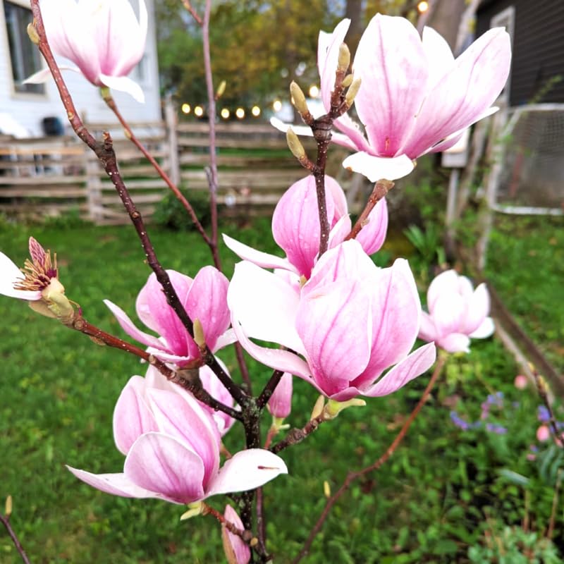 Jane Magnolia Tree Live Plant in 2.5 Inches in Pot, Starter Plant, Fragrant Perennial Ornamental Plants Shrub for Outdoor Garden