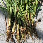 6 Live Lemon Grass Plants for Outside, No Pot, Established Root Lemongrass Plants Live Outdoor Indoor Planting, Perennial Zones 9-11