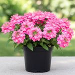 Set of 2 Pink Verbena Plant Live, Perennial Verbena Flowers, Pink Flower Plant, 5-7 Inches Tall for Outdoor Gardening