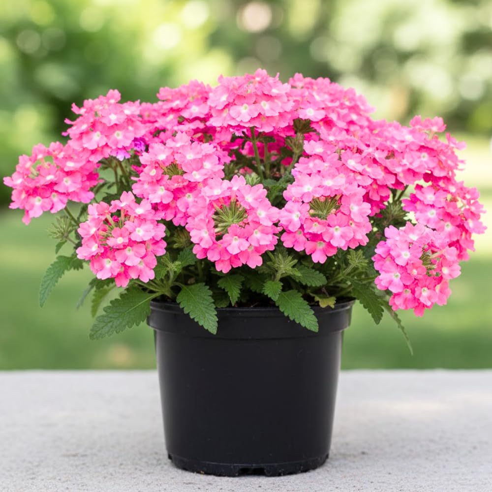 Set of 2 Pink Verbena Plant Live, Perennial Verbena Flowers, Pink Flower Plant, 5-7 Inches Tall for Outdoor Gardening