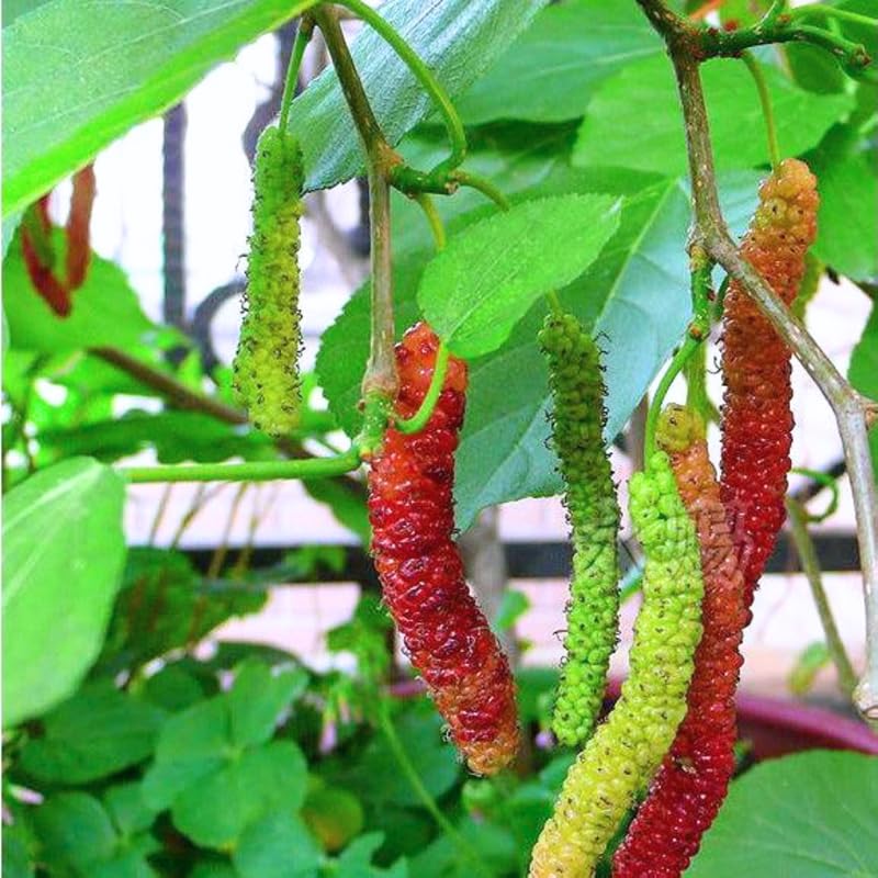 Set 2 Mulberry Trees Plants 5 to 8 Inch Height, Sweet Mulberry Plants Live for Planting, Mulberries Fruit to Grow Outdoor, No Pot (Pakistan Mulberry)