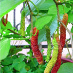 Mulberry Plant Live for Planting, 5 to 8 Inch Tall, Sweet Mulberry Tree Live Plant, Edible Mulberries Fruit Seedling for Gardneing, No Pot (Pakistan Mulberry)