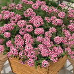 2 Red White Verbena Plants Live, Perennial Ground Cover or Trailing Bushes Shrubs, 5-9 Inches Tall, Verbena Flower for Planting