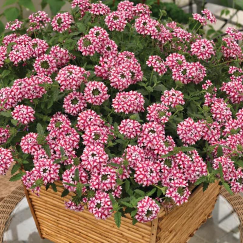 2 Red White Verbena Plants Live, Perennial Ground Cover or Trailing Bushes Shrubs, 5-9 Inches Tall, Verbena Flower for Planting