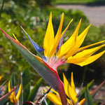 Blue Yellow Bird of Paradise Live Plant, Vibrant Tropical Houseplant Flowers Strelitzia Reginae Size 5 to 9 Inc Tall, No Pot, Well-Rooted, Hardy