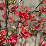 Red Quince Flowering Plant Live Shrub for Outdoor Garden and Landscaping, Quince Plant 3-6" Tall, Chaenomeles Japonica Bush Shrub for Planting 4 Inch Pot Plants