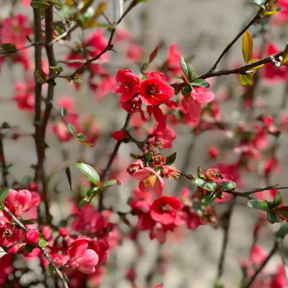 Red Quince Flowering Plant Live Shrub for Outdoor Garden and Landscaping, Quince Plant 3-6" Tall, Chaenomeles Japonica Bush Shrub for Planting 4 Inch Pot Plants