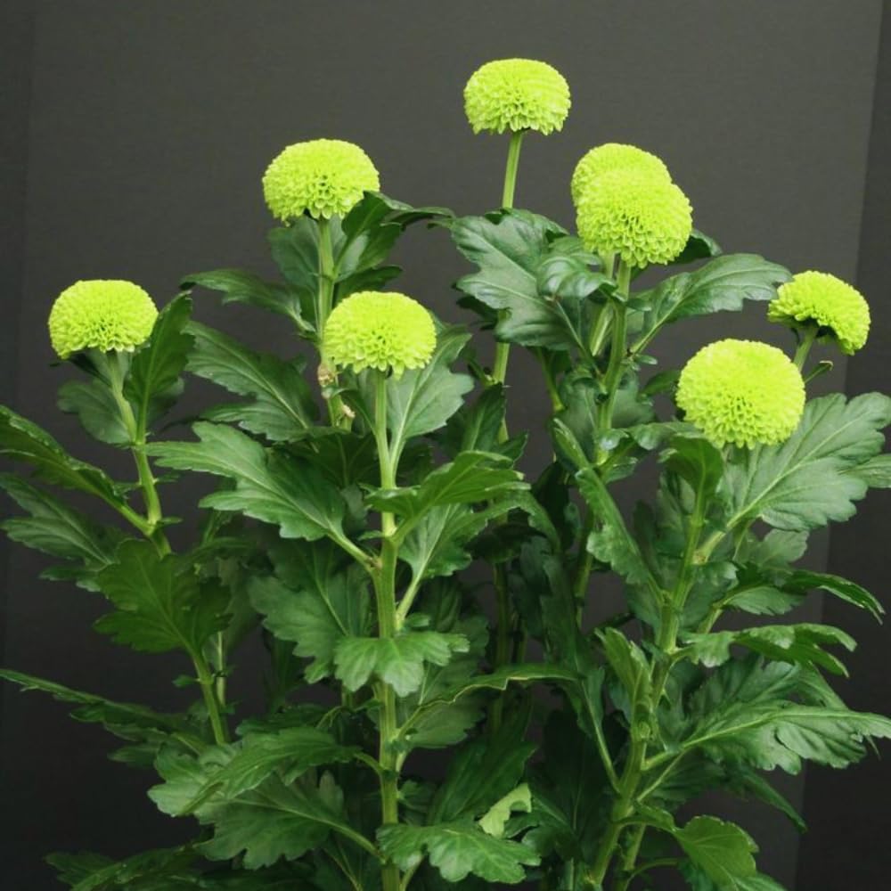 2 Mums Plants Live, Green Chrysanthemum Plants Live, 5 to 7 Inc Long, Chrysanthemum Flower Live Plant Growing