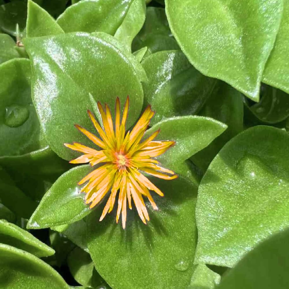 Yellow Delosperma Ice Plant, Hardy Perennial Succulent Live Plant, Ground Cover Outdoor Garden 5-8 Inches