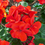 Set 5 Red Geranium Cuttings, 8-10 Inches Tall Geranium Plant Cutting for Planting, Unrooted