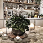2 White Cyclamen Plants Live in 4" Pot, Already Bloom in Vibrant Color, Easy to Care for Indoor or Garden Flowering Houseplant