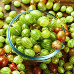 5-10" Tall Gooseberry Bush Live Plant, Gooseberry Plant Live for Growing, Gooseberry Tree Live Plant (Sweet Gooseberry)