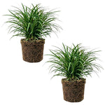 Set of 2 Mondo Grass Live Plant 4-6 Inches Tall, Ornamental Grass Live Plants, Low Maintenance, Ideal for Outdoor Gardening