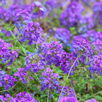 Sets 4 Perennial Verbena Live Plants Ground Cover or Trailing Potted, Purple Bloom, Outdoor Planting Spring