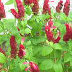2 Live Shrimp Plant for Growing, 3 to 5 Inc Tall, Red Shrimp Plant Pot, Shrimp Live Plant, Shrimp Plants Live Indoor Outdoor
