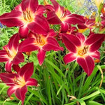 Set 10 Red Daylily Bulbs for Planting, Hardy Perennial Lily Roots for Colorful Summer Blooms