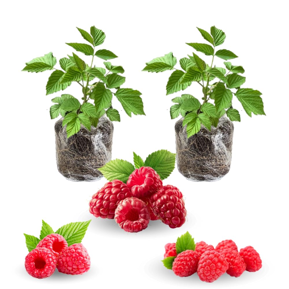 2 Raspberry Plants Live for Planting, Golden Raspberry Everbearing, Very Large and Sweet Raspberries, Well-Rooted Zones 4-8 (Caroline Red)
