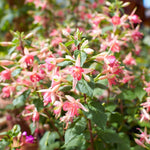 2 Fuchsia Live Plants, Fuchsia Flower Perennial for Outdoor Garden 3 to 5 Inches (Double Pink)