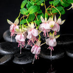 2 Fuchsia Live Plants, Fuchsia Flower Perennial for Outdoor Garden 3 to 5 Inches (Double Pink)