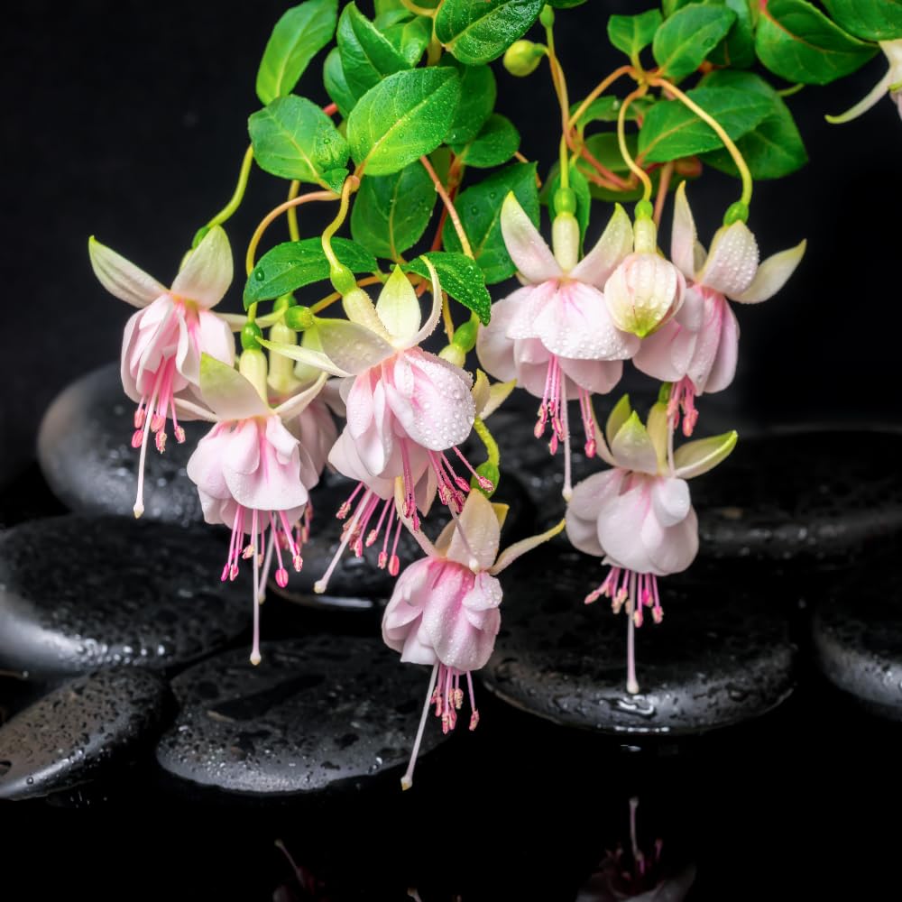 2 Fuchsia Live Plants, Fuchsia Flower Perennial for Outdoor Garden 3 to 5 Inches (Double Pink)