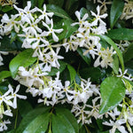 2 Jasmine Plants Live, Climbing Jasmine Flower Plant, Zone 4 to 11, 5 to 7 Inc in Height (Star)