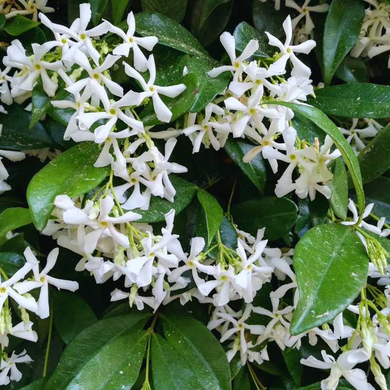 2 Jasmine Plants Live, Climbing Jasmine Flower Plant, Zone 4 to 11, 5 to 7 Inc in Height (Star)