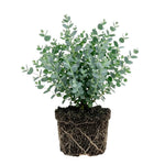 Live Eucalyptus Plant, Baby Blue Eucalyptus Tree Live Plant, Fragrant, Silver Blue Foliage, Live Eucalyptus Plants Indoor for Home and Office Decoration, 4 to 7 Inches Tall